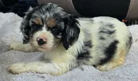 FANCY, a female Cocker Spaniel for sale in Henderson, NC – 1 of 2