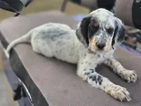 PIPPER, a male English Setter for sale in Henderson, NC – Photo 2 of 4