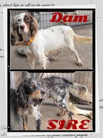 PIPPER, a male English Setter for sale in Henderson, NC – Photo 4 of 4
