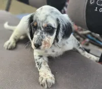 PIPPER, a male English Setter for sale in Henderson, NC – Photo 1 of 4