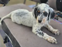PIPPER, a male English Setter for sale in Henderson, NC – Photo 3 of 4