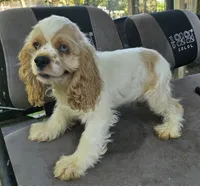 HARLEY, a male Cocker Spaniel for sale in Henderson, NC – 3 of 3