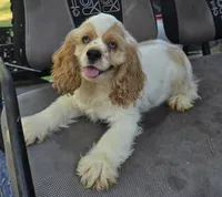 HARLEY, a male Cocker Spaniel for sale in Henderson, NC – 2 of 3