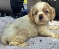 HARLEY, a male Cocker Spaniel for sale in Henderson, NC – 2 of 3