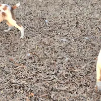 WINCHESTER, a male Brittany for sale in Henderson, NC – Photo 4 of 4