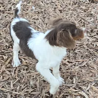 WINCHESTER, a male Brittany for sale in Henderson, NC – Photo 2 of 4
