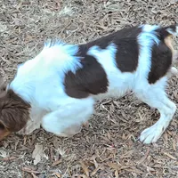 WINCHESTER, a male Brittany for sale in Henderson, NC – Photo 1 of 4