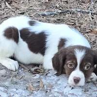 ROSIE, a female Brittany for sale in Henderson, NC – Photo 1 of 3