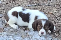 ROSIE, a female Brittany for sale in Henderson, NC – Photo 1 of 3