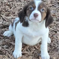 ROSIE, a female Brittany for sale in Henderson, NC – Photo 2 of 3