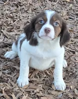 ROSIE, a female Brittany for sale in Henderson, NC – Photo 2 of 3