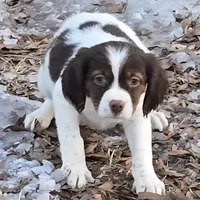 ROSIE, a female Brittany for sale in Henderson, NC – Photo 3 of 3