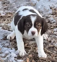 ROSIE, a female Brittany for sale in Henderson, NC – Photo 3 of 3