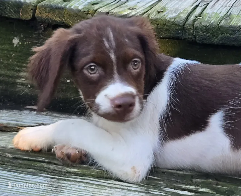 WESTERN  – Brittany puppy for sale in Henderson, NC