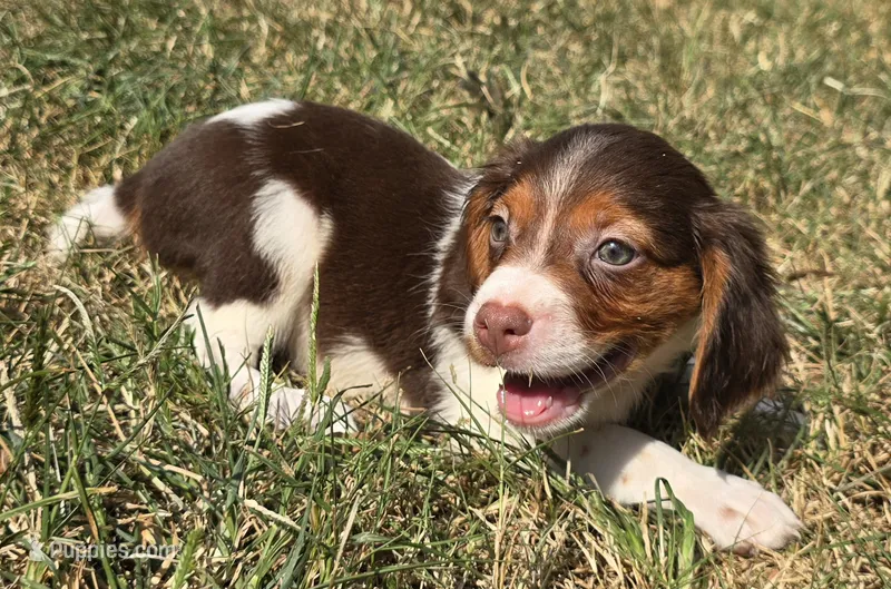 REMINGTON  – Brittany puppy for sale in Henderson, NC