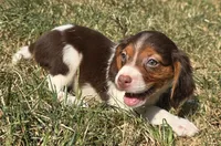REMINGTON , a male Brittany for sale in Henderson, NC – 1 of 2