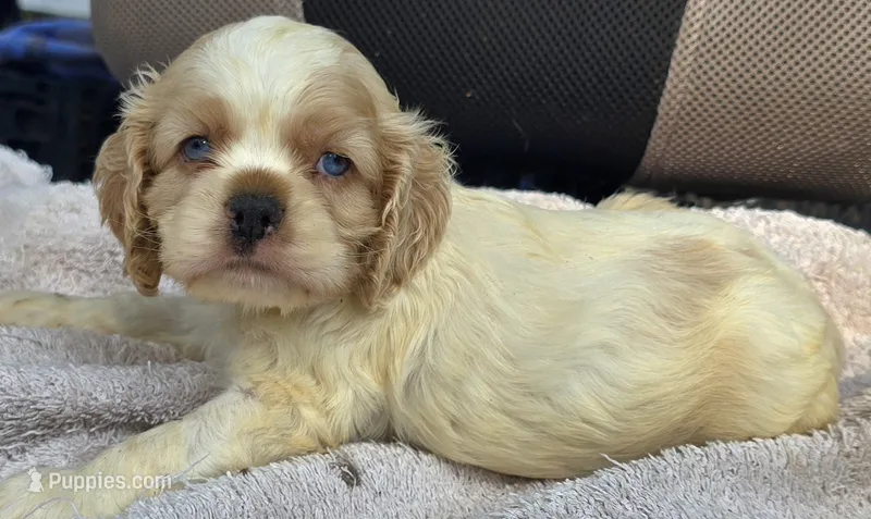 HARLEY, a male Cocker Spaniel for sale in Henderson, NC – 1 of 3