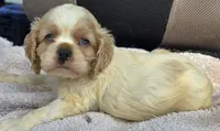 HARLEY, a male Cocker Spaniel for sale in Henderson, NC – 1 of 3