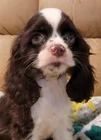 JELLY BEAN, a female Cocker Spaniel for sale in Henderson, NC – Photo 1 of 3