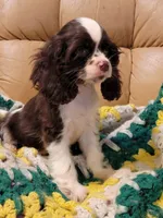 JELLY BEAN, a female Cocker Spaniel for sale in Henderson, NC – Photo 3 of 3