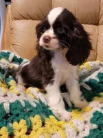 JELLY BEAN, a female Cocker Spaniel for sale in Henderson, NC – Photo 2 of 3