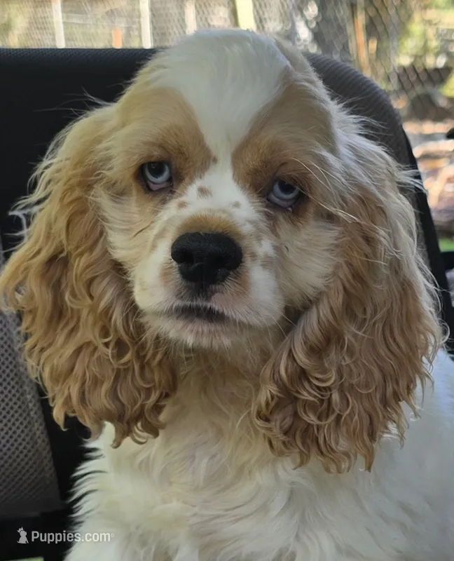 HARLEY – Cocker Spaniel puppy for sale in Henderson, NC