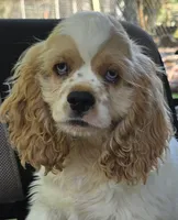 HARLEY, a male Cocker Spaniel for sale in Henderson, NC – 1 of 3