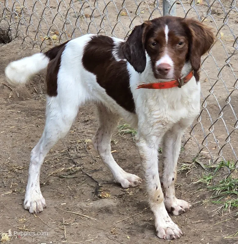 REBA – Brittany puppy for sale in Henderson, NC