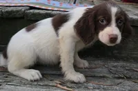 LILLY, a female Brittany for sale in Henderson, NC – 2 of 2