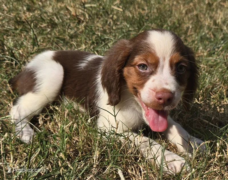 GUNNER – Brittany puppy for sale in Henderson, NC