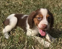 GUNNER, a male Brittany for sale in Henderson, NC – 1 of 3