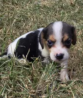 SUGAR , a female Beagle for sale in Henderson, NC – 3 of 3