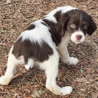 RANGER , a male Brittany for sale in Henderson, NC – Photo 2 of 2