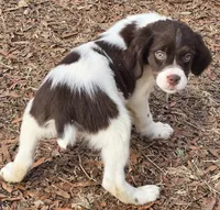 RANGER , a male Brittany for sale in Henderson, NC – Photo 2 of 2