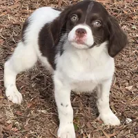 RANGER , a male Brittany for sale in Henderson, NC – Photo 1 of 2