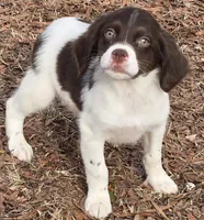 RANGER , a male Brittany for sale in Henderson, NC – Photo 1 of 2
