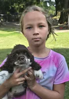 LOVIE , a female Cocker Spaniel for sale in Henderson, NC – 3 of 3