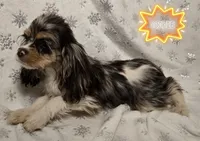 COOKIE, a female Cocker Spaniel for sale in Henderson, NC – Photo 3 of 4