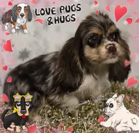 COOKIE, a female Cocker Spaniel for sale in Henderson, NC – Photo 2 of 4