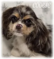 COOKIE, a female Cocker Spaniel for sale in Henderson, NC – Photo 1 of 4