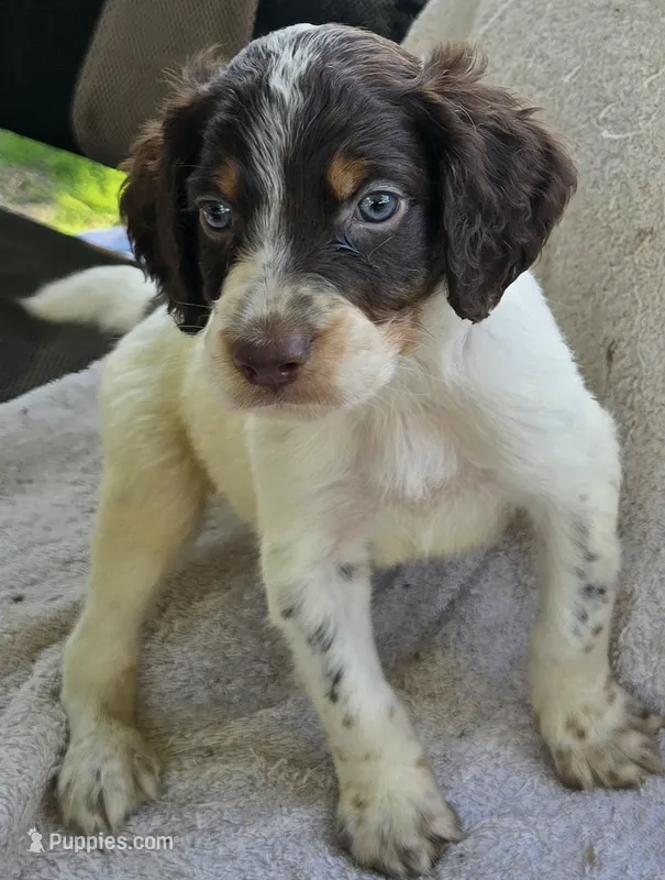 CHECKERS – English Setter puppy on hold in Henderson, NC