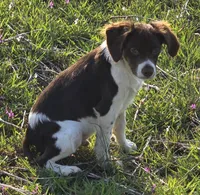 CHAMP, a male Brittany for sale in Henderson, NC – Photo 2 of 5