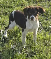 CHAMP, a male Brittany for sale in Henderson, NC – Photo 4 of 5
