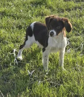 CHAMP, a male Brittany for sale in Henderson, NC – Photo 1 of 5