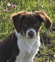 CHAMP, a male Brittany for sale in Henderson, NC – Photo 3 of 5