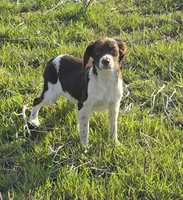 CHAMP, a male Brittany for sale in Henderson, NC – Photo 5 of 5