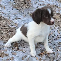 REBA, a female Brittany for sale in Henderson, NC – Photo 2 of 2