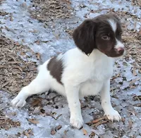 REBA, a female Brittany for sale in Henderson, NC – Photo 2 of 3