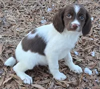 REBA, a female Brittany for sale in Henderson, NC – Photo 3 of 3