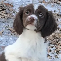 REBA, a female Brittany for sale in Henderson, NC – Photo 1 of 2